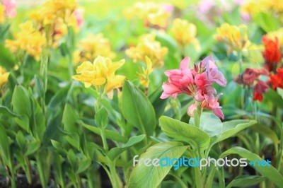 Colorful Lily Canna Flowers In Plants Nursery Stock Photo