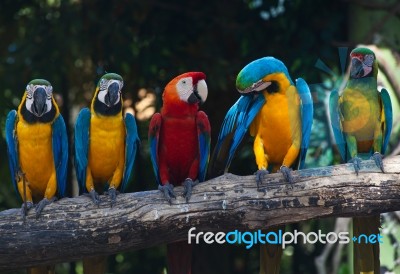 Colorful Macaw Stock Photo