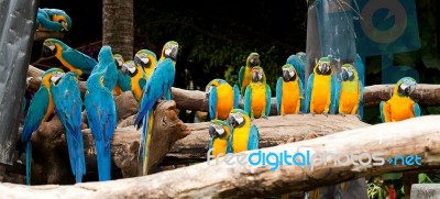 Colorful Macaw Stock Photo