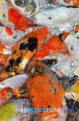 Colorful Many Koi Carp Stock Photo