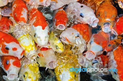 Colorful Many Koi Carp Stock Photo