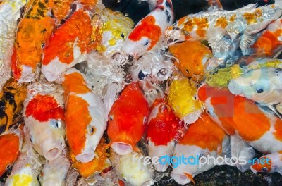 Colorful Many Koi Carps Fish Stock Photo