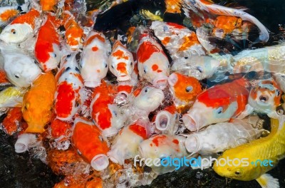 Colorful Many Koi Carps Fish Stock Photo