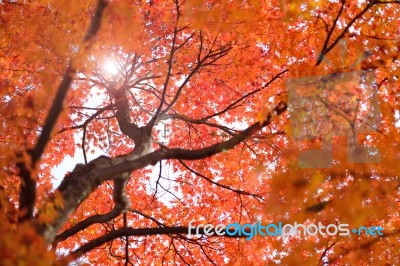 Colorful Maple Tree In Autumn Stock Photo