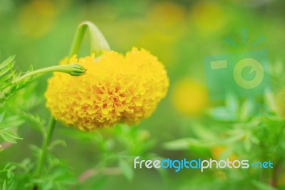 Colorful Marigold Of Nature Stock Photo