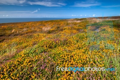 Colorful Meadow And Blue Sky Stock Photo