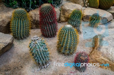 Colorful Of Cactus Stock Photo