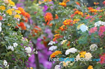 Colorful Of Lantana Flowers Stock Photo