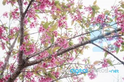 Colorful Of Pink Sakura Stock Photo