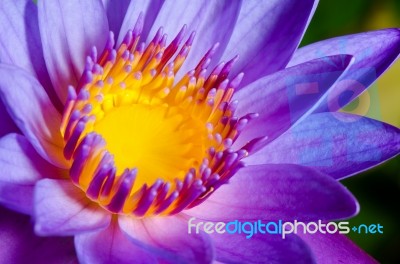 Colorful Of Purple Lotus Stock Photo