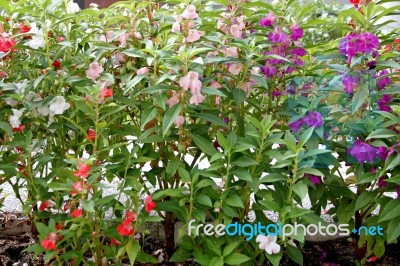 Colorful Of Rose Balsam Stock Photo