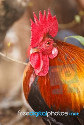 Colorful Of The Bantam Stock Photo