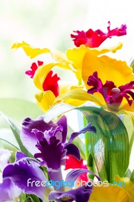 Colorful Orchid Stock Photo