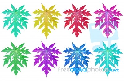 Colorful Papaya Leaves Isolated Stock Photo