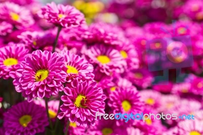 Colorful Pink Chrysanthemums Stock Photo