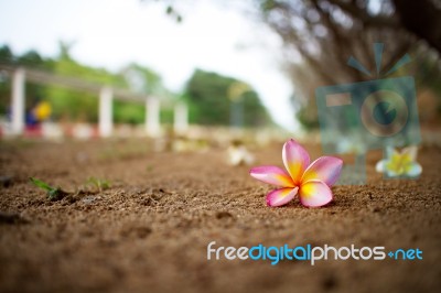 Colorful Plumeria On The Ground Stock Photo