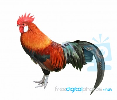 Colorful Rooster Isolated On White Background Stock Photo