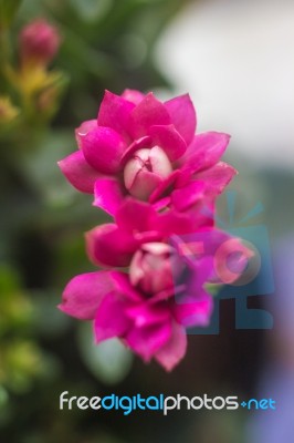 Colorful Small Flowers Of Kalanchoe Blossfeldiana Stock Photo