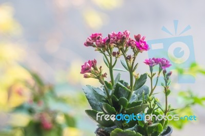 Colorful Small Flowers Of Kalanchoe Blossfeldiana Stock Photo