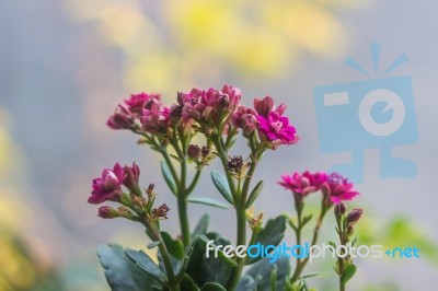 Colorful Small Flowers Of Kalanchoe Blossfeldiana Stock Photo