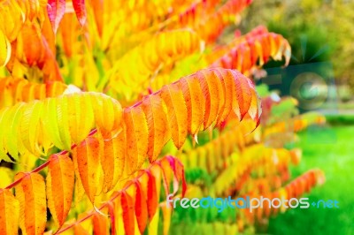 Colorful Tree Leaves In Autumn Season Outdoors Stock Photo