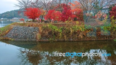 Colorful Trees At Kawahuchiko Lake Stock Photo