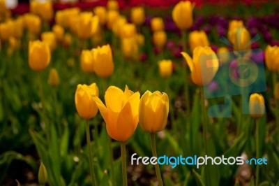 Colorful Tulips Field Stock Photo