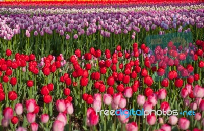 Colorful Tulips Field Stock Photo