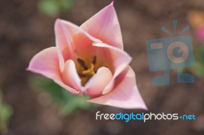 Colorful Tulips Field Stock Photo