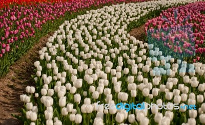 Colorful Tulips Field Stock Photo