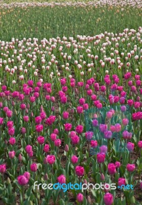 Colorful Tulips Field Stock Photo