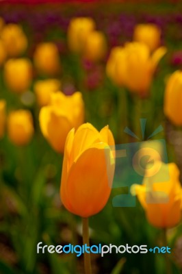 Colorful Tulips Field Stock Photo