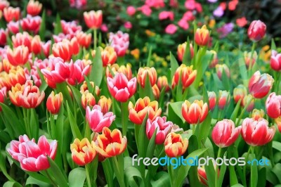 Colorful Tulips In A Field Stock Photo