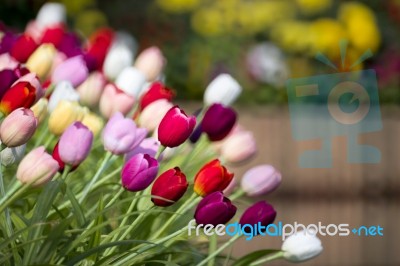 Colorful Tulips In Garden Stock Photo