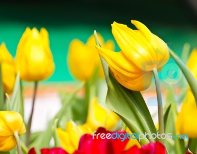 Colorful Tulips In Garden Stock Photo