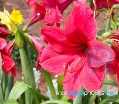 Colorful Tulips In Garden Stock Photo