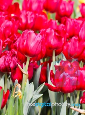 Colorful Tulips In Garden Stock Photo