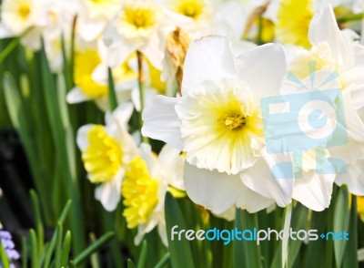 Colorful Tulips In Garden Stock Photo