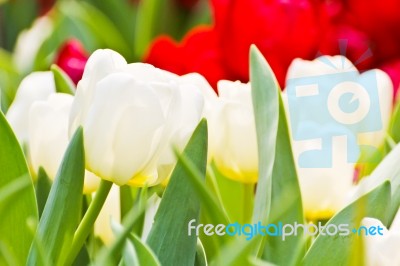 Colorful Tulips In Garden Stock Photo