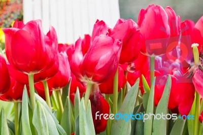 Colorful Tulips In Garden Stock Photo