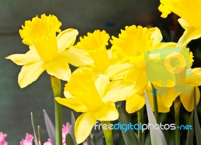 Colorful Tulips In Garden Stock Photo