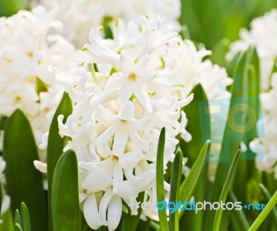 Colorful Tulips In Garden Stock Photo