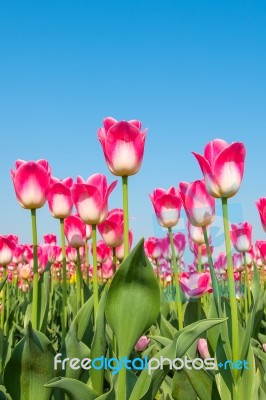 Colorful Tulips, Tulips In Spring Stock Photo