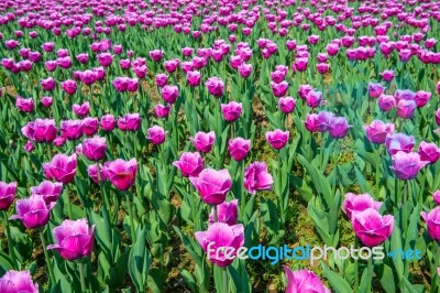 Colorful Tulips, Tulips In Spring Stock Photo