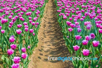 Colorful Tulips, Tulips In Spring Stock Photo