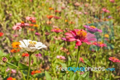 Colorful Zinnia Flower Stock Photo