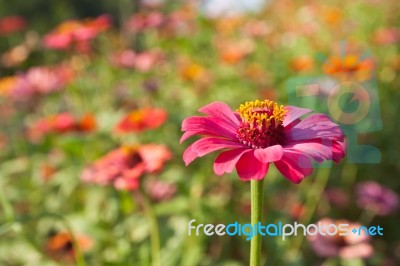 Colorful Zinnia Flower Stock Photo