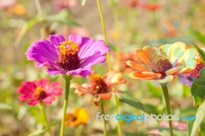 Colorful Zinnia Flower Stock Photo