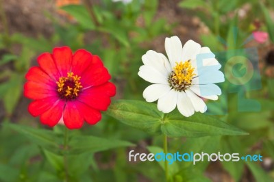 Colorful Zinnia Flower Stock Photo