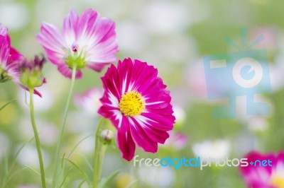 Colors Of Cosmos Flowers Stock Photo